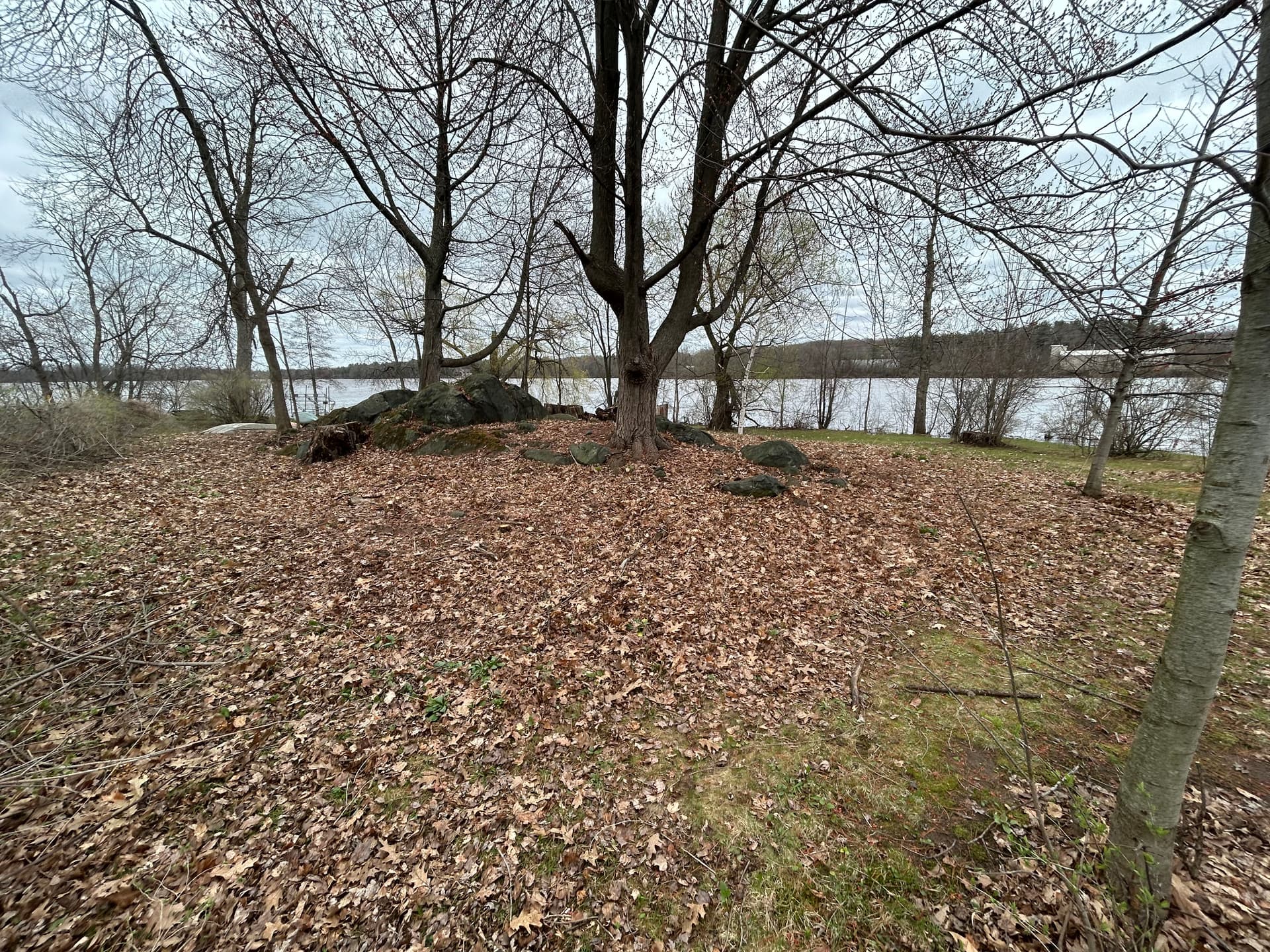 Gallery photos for Buckthorn Bush Removal at a Lakeside Property: Image #1